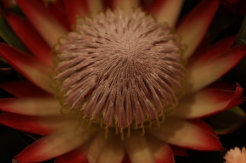 2012-09-07-18.48.321-500x332