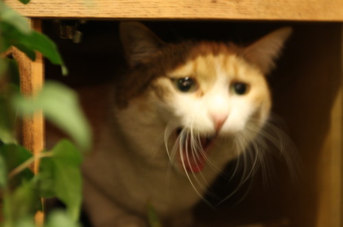 2013-03-09-19.47.06-500x332