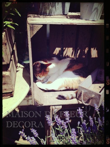 2013-06-29-14.08.37-375x500